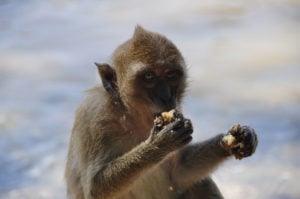 Monkey in Ao Nang, Thailand