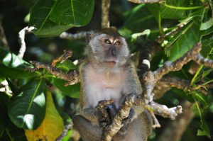 monkey monkey