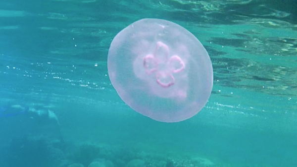 Jellyfish in the Red Sea