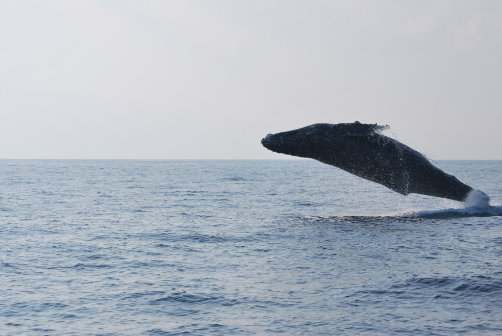 Humpback whale in Hawaii